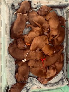 1 day old
