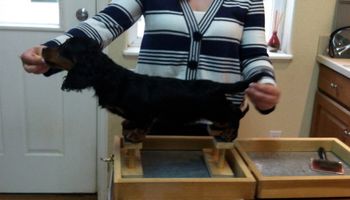 Kaycees Galewinns Squirrel Nut Zipper ML "Zipper" at 3 mo old. Thanks to Shea for her stacking skills!! Zipper is staying with Sherry. He will have a great life and watch for him in the show ring soon.
