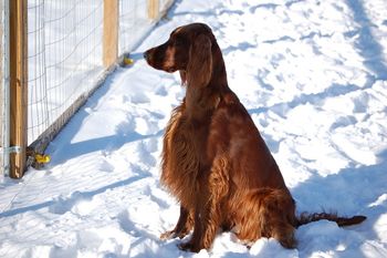 Journey was intent on watching my son who was playing outside the fence.
