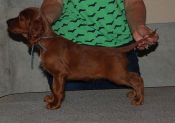 Blue boy at 7 wks old.
