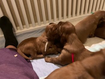 They are playing with each other - soooo cute!
