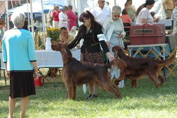 Guiness stacked in the ring. This was his first show.
