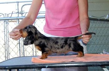 Zorro at 10 wks old.
