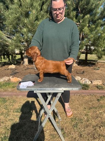 Maroon boy at 5 weeks old.
