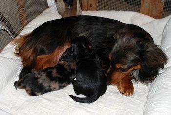 Jersey is still nursing them although she takes more time away....
