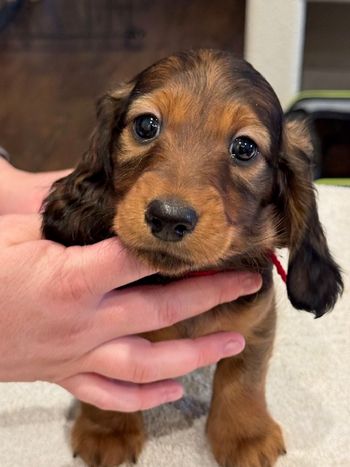 Red boy at 6 weeks old.
