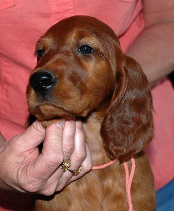 8 wks Peach girl
