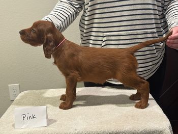 Pink girl at 6 weeks old.
