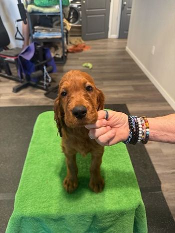 Purple girl at 8 weeks old.
