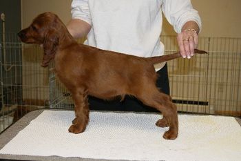 Dark Green Boy - 8 weeks.
