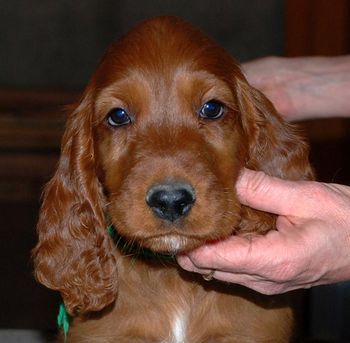 8 wks Green boy
