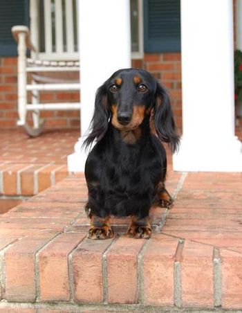 More pictures of Howie. Taken by his breeder Jen before he came to live with Sherry. Nov. 2011
