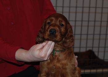 Green boy at 6.5 weeks old.
