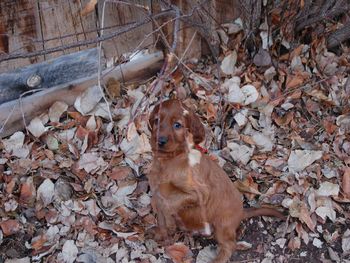 They finally did go off and "explore". This is the red boy who was chewing on the branches.
