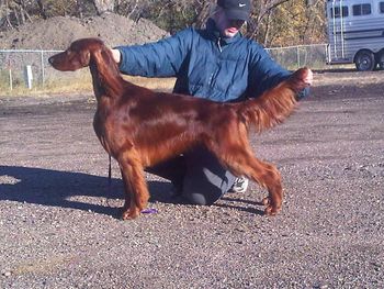 "Ares" Galewinns Tramore An Air of Grace Owners: Bethany & Jeff Beier Springfield, NE Ares went on his first "dog show trip" with handler Monica LaMontagne (pictured above). He won Winners Dog two of the 3 days and took home 4 points. We were all thrilled and Ares had a great time and handled the trip like a champ!! Congrats Bethany and Ares!! Oct. 2010
