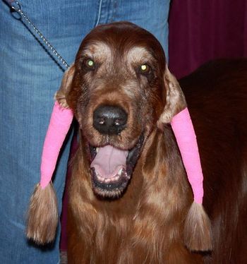 Bagger getting ready to go in to the Veteran Sweeps class. Pink ear wraps?? Really??? lol
