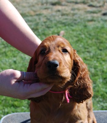 Pink girl at 7 weeks.
