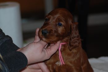 Pink girl 5 weeks.
