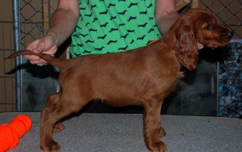 8 wks Orange Girl

