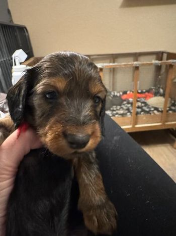 Red boy at 4 weeks.
