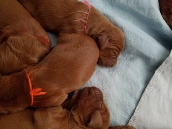 They are fat and content!
