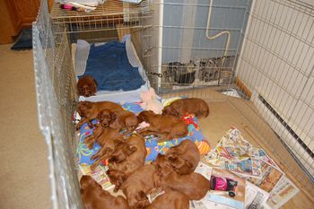 Out of the whelping box and into the ex pen.
