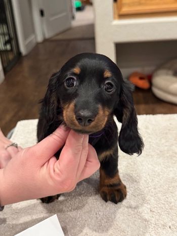 Purple girl at 8 weeks.
