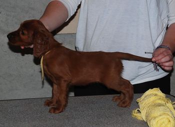 Yellow girl at 7 wks old.
