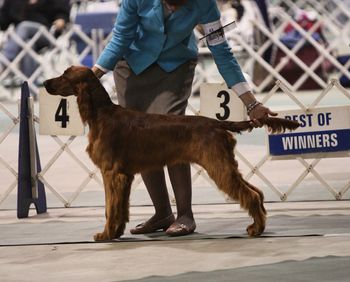 "Kibby' Galewinns Grace & Glory at Huntersglen Owners: Kim & Tim Kleinscmidt Sheyboygan, WI
