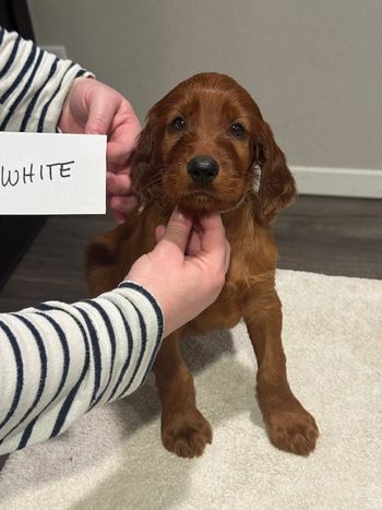 White puppy at 6 weeks old.
