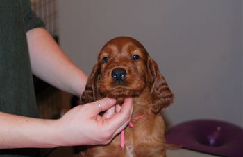 Pink girl at 5.5 weeks old.
