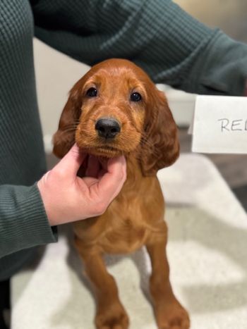 Red boy at 8 weeks old.
