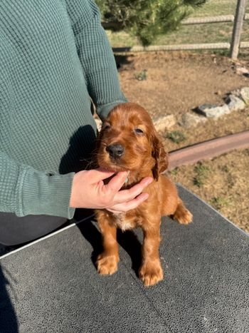 Blue boy at 5 weeks old.
