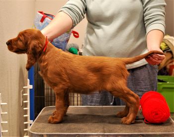 Red boy at 6 weeks old.
