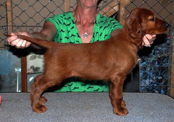 8 wks Peach girl
