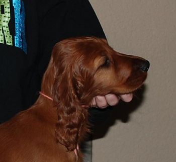 9 wks Peach girl
