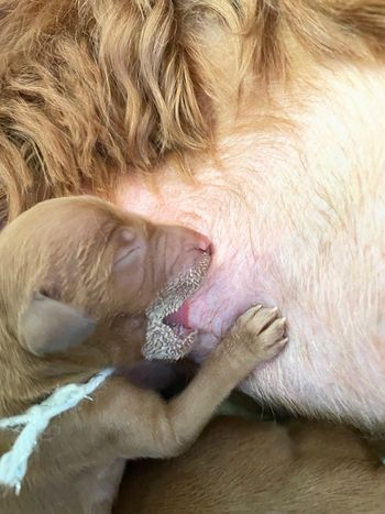 Such a great milk moustache!
