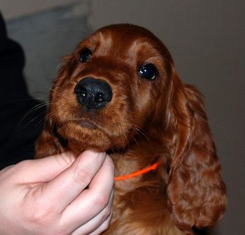 9 wks Orange girl

