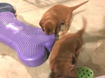 I have different toys and surfaces for them to walk on - so fun to see them experimenting!
