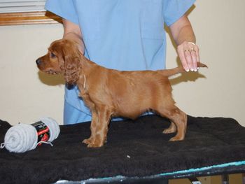 Grey girl at 6 weeks. Big & fat puppy belly. lol
