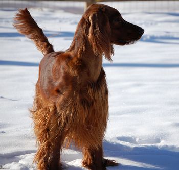 Journey in the snow.
