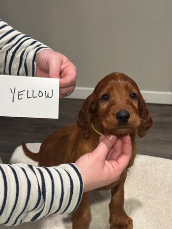 Yellow girl at 6 weeks old.
