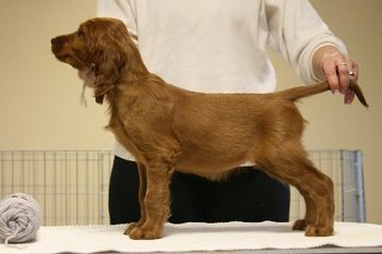 Grey Girl - 8 weeks
