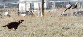 Journey found the pheasants!! (in the upper right corner of the picture)
