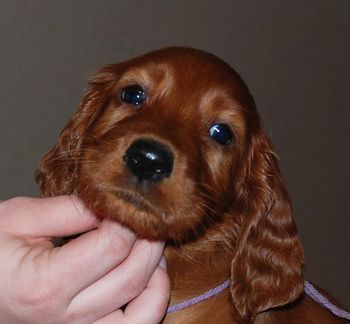 Purple girl at 7 wks old.
