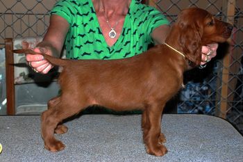 8 wks Yellow Girl

