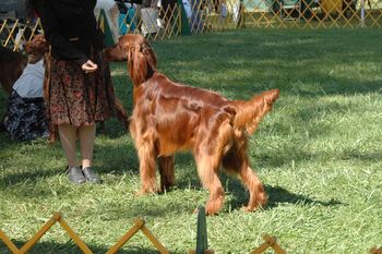 Guiness in the ring at his first show.
