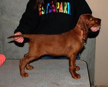 9 wks  Peach girl
