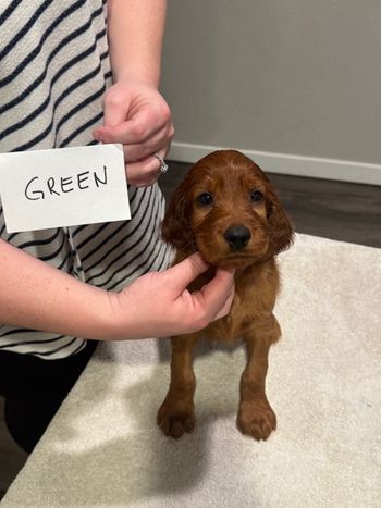 Green boy at 6 weeks old.

