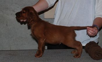 Brown boy at 7 wks old.
